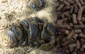 Cow Dung Pellet Production Line