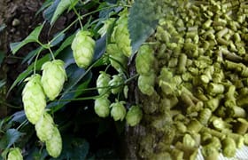 Hops Pellet Plant